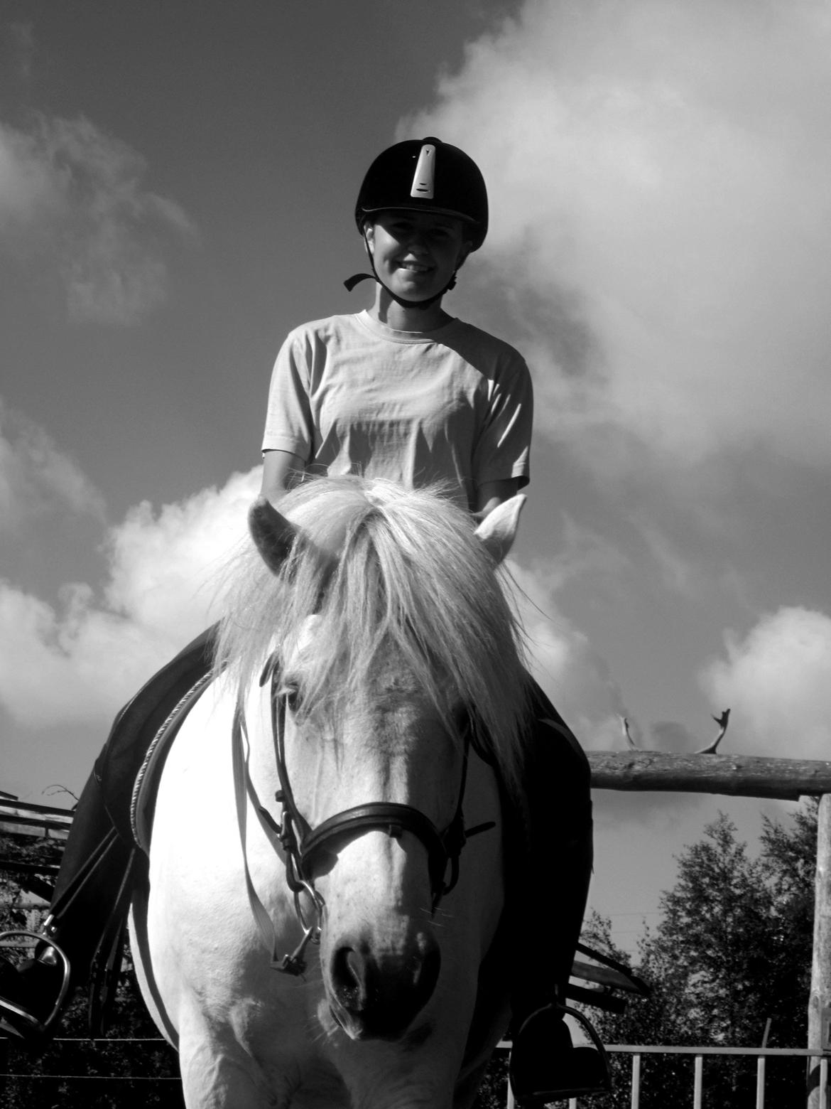 Islænder Jökull billede 7