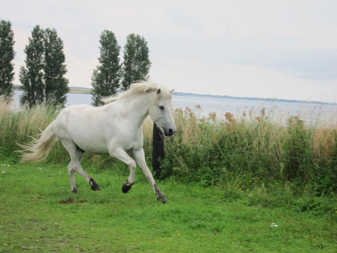 Islænder Jökull billede 8