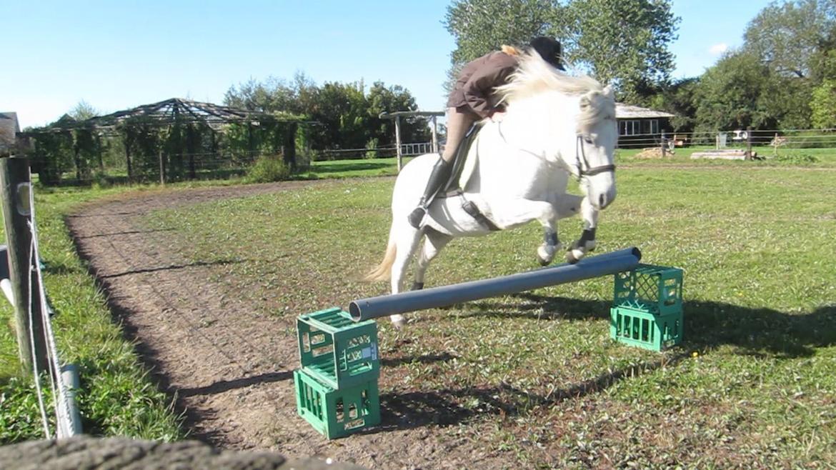 Islænder Jökull billede 6