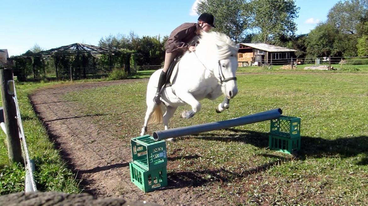 Islænder Jökull billede 9