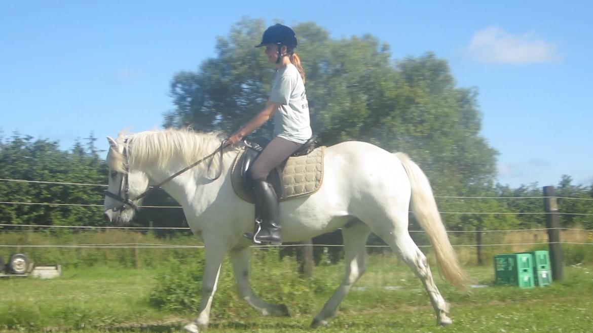 Islænder Jökull billede 10