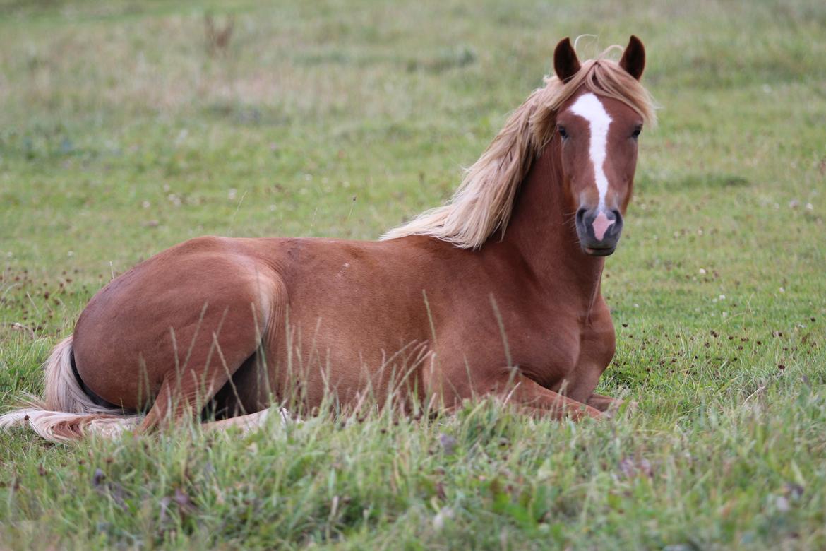 New Forest Lundemarksgaards Aura Ophelia - 8) D. 02/09-2012. Så stor her hun altså blevet <3 Foto: Mig billede 8