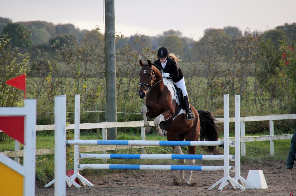 Anden særlig race Hoelgaards Yacardi Tess - D. 29-09-2012 første udestævne, LD- spring billede 12