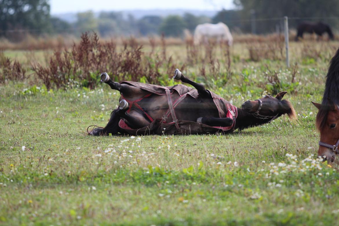 New Forest Lundemarksgaards Hera Ophelia - 15) Rulle rulle :) 28/09-2012. Foto: Mig billede 15