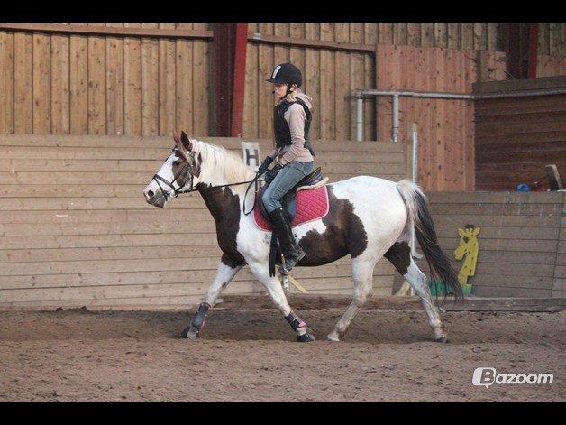 Pinto Karea Nyberg billede 3