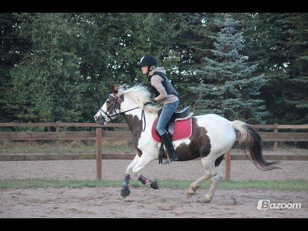 Pinto Karea Nyberg billede 8