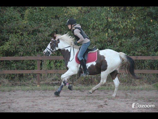 Pinto Karea Nyberg billede 13