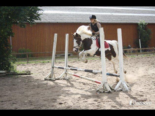 Pinto Karea Nyberg billede 6