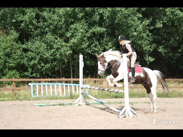 Pinto Karea Nyberg billede 4