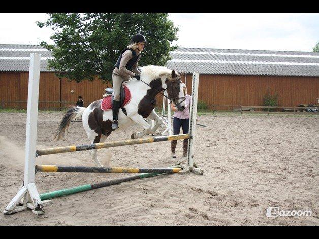 Pinto Karea Nyberg billede 1