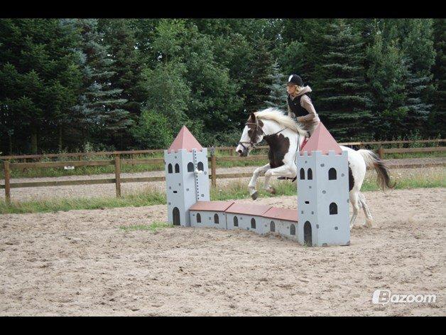 Pinto Karea Nyberg billede 9