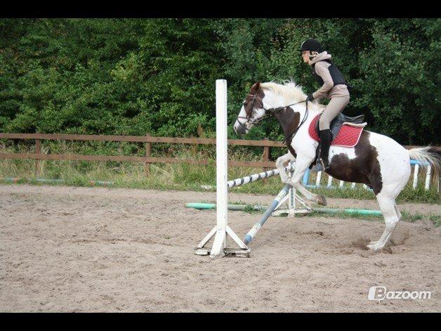 Pinto Karea Nyberg billede 11