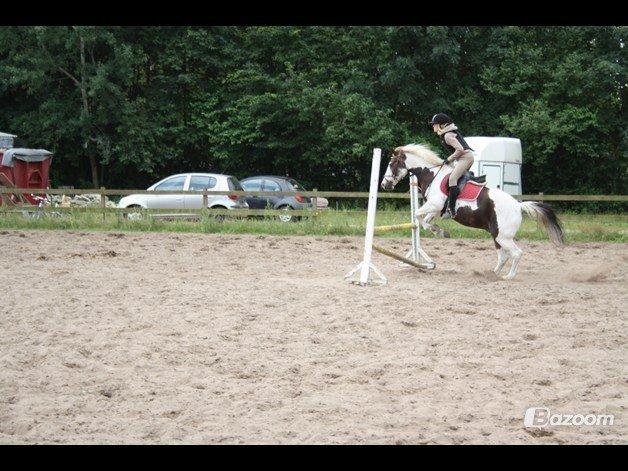 Pinto Karea Nyberg billede 12