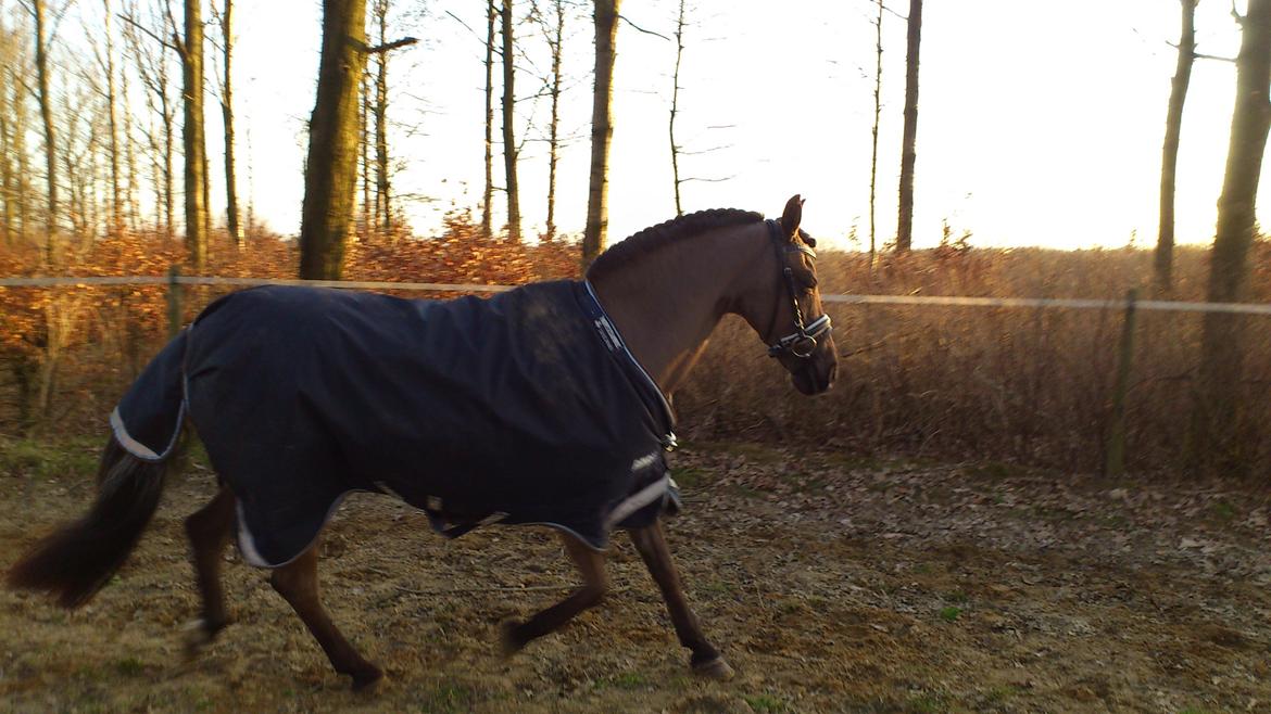 New Forest *Dianna - min lille hoppe-hingst <3 marts 2012 billede 20