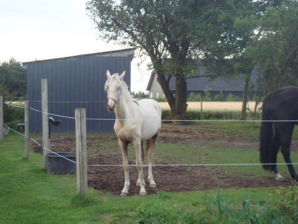 Palomino Luna (SOLGT) billede 3