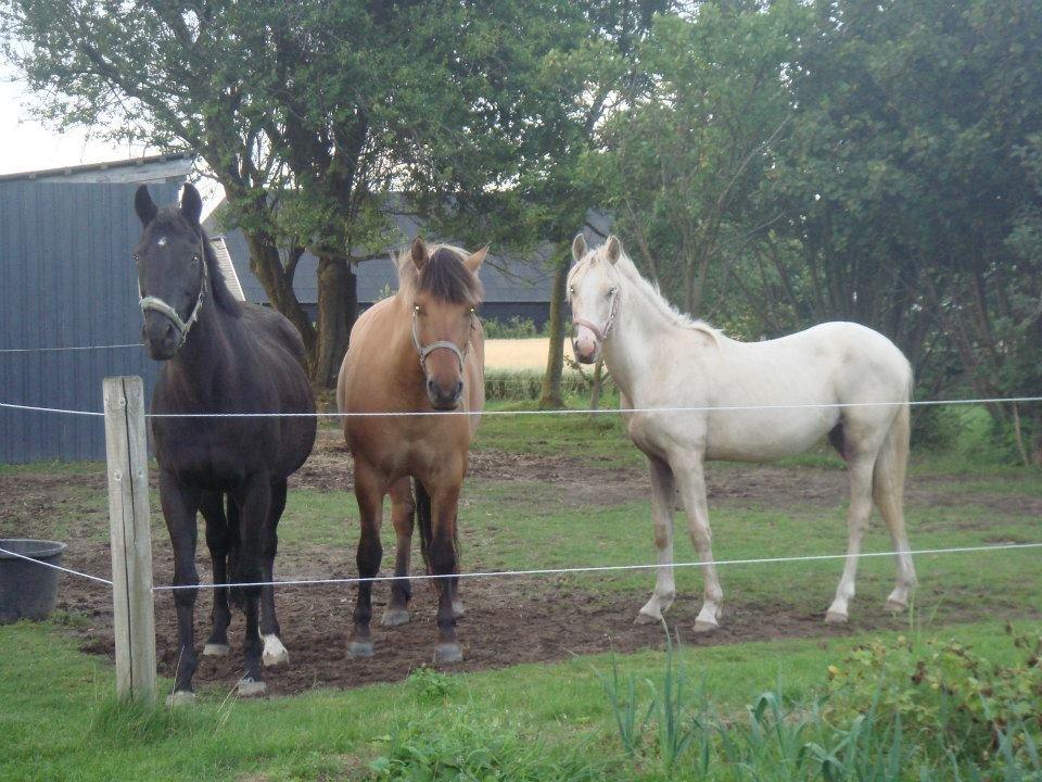 Palomino Luna (SOLGT) billede 4