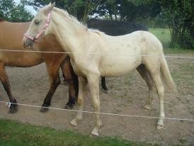 Palomino Luna (SOLGT) billede 5