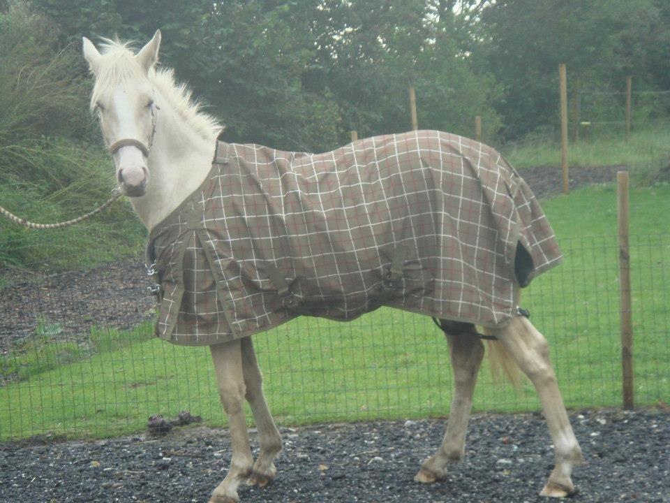 Palomino Luna (SOLGT) billede 6