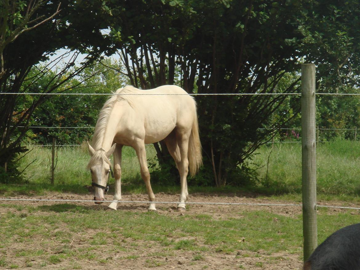 Palomino Luna (SOLGT) billede 10