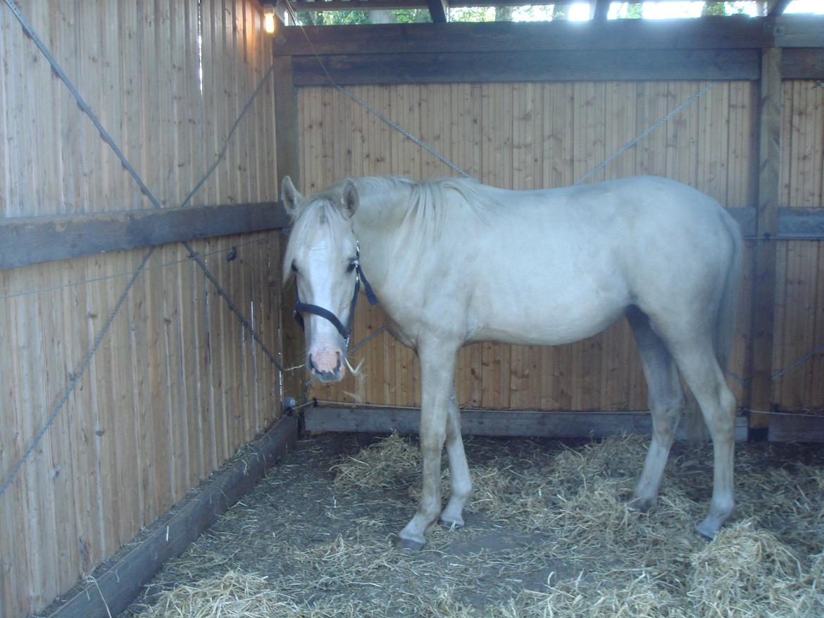 Palomino Luna (SOLGT) billede 16