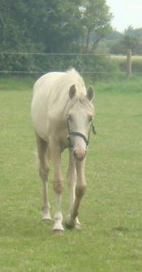 Palomino Luna (SOLGT) billede 2