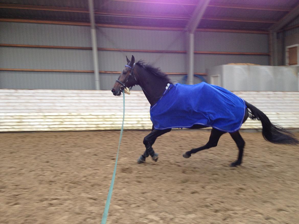 Hannoveraner Lord Dicaprio billede 18