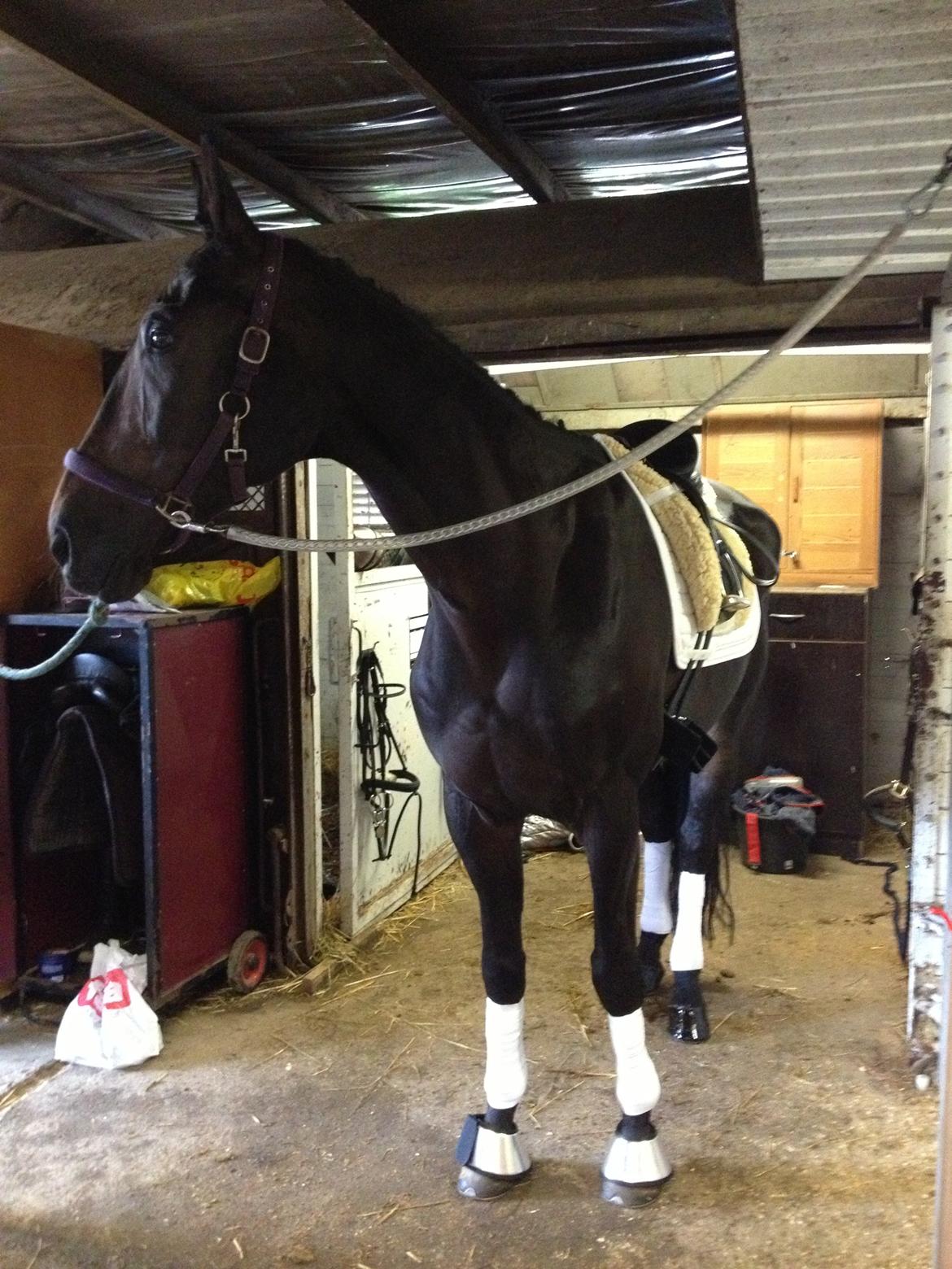 Hannoveraner Lord Dicaprio billede 19