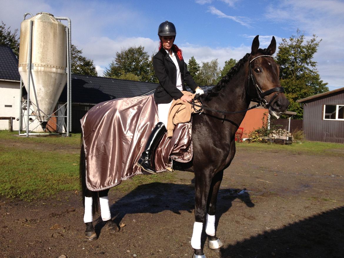 Hannoveraner Lord Dicaprio billede 8