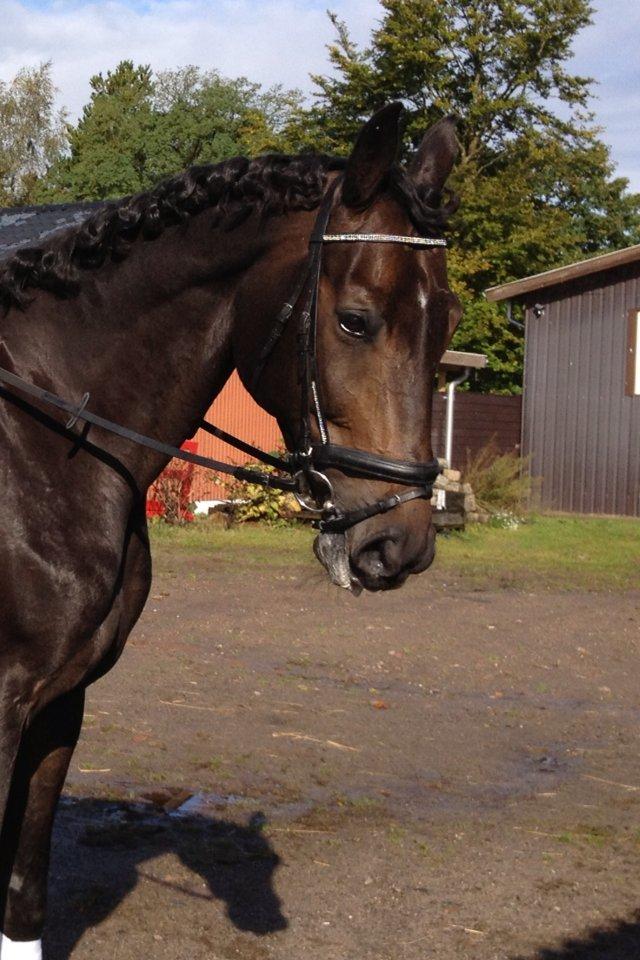 Hannoveraner Lord Dicaprio billede 20