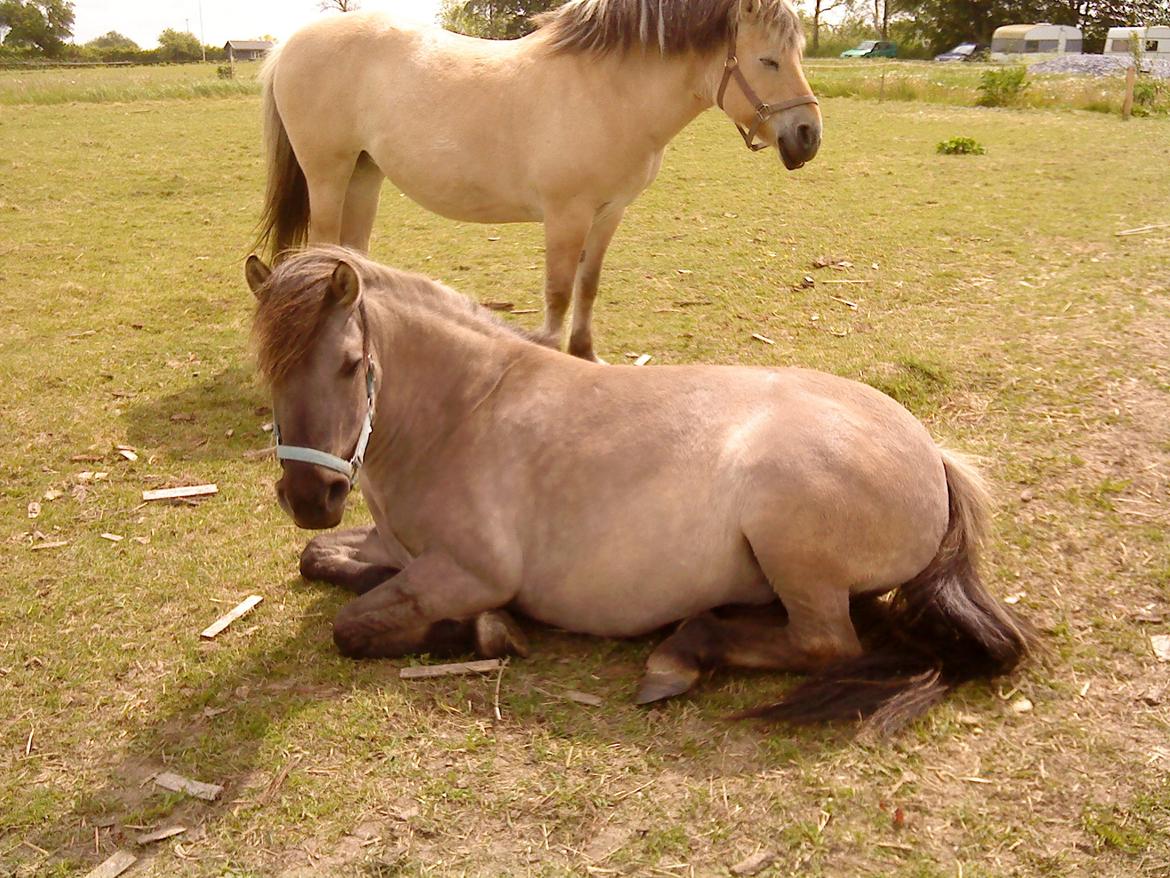 Konik Polski Grana<3 ( Himmelhest) Savner dig min ven billede 3