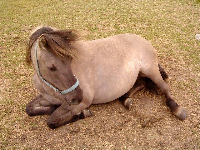 Konik Polski Grana<3 ( Himmelhest) Savner dig min ven billede 2