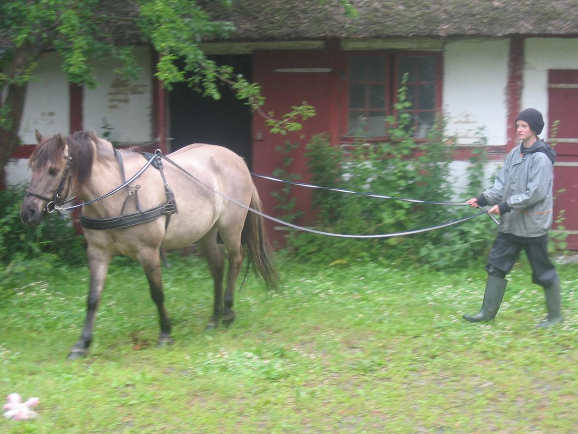 Konik Polski Grana<3 ( Himmelhest) Savner dig min ven billede 15