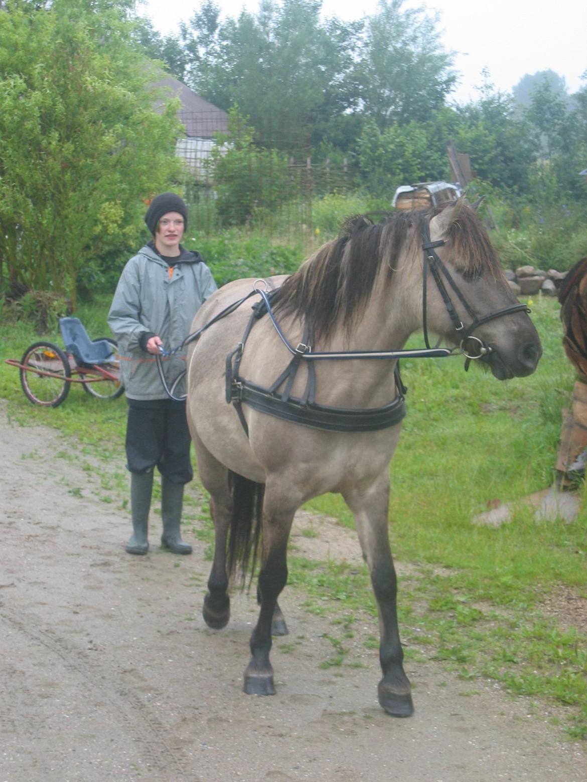 Konik Polski Grana<3 ( Himmelhest) Savner dig min ven billede 16