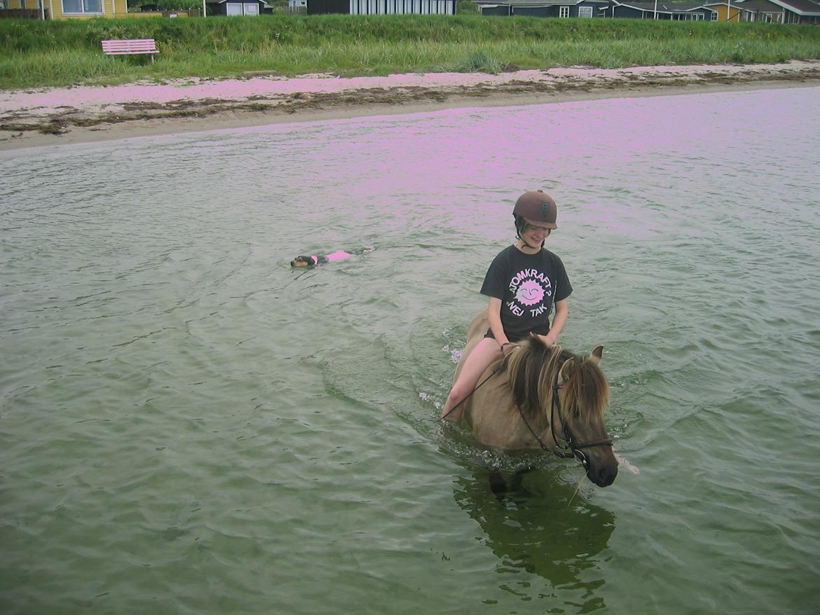 Konik Polski Grana<3 ( Himmelhest) Savner dig min ven billede 18