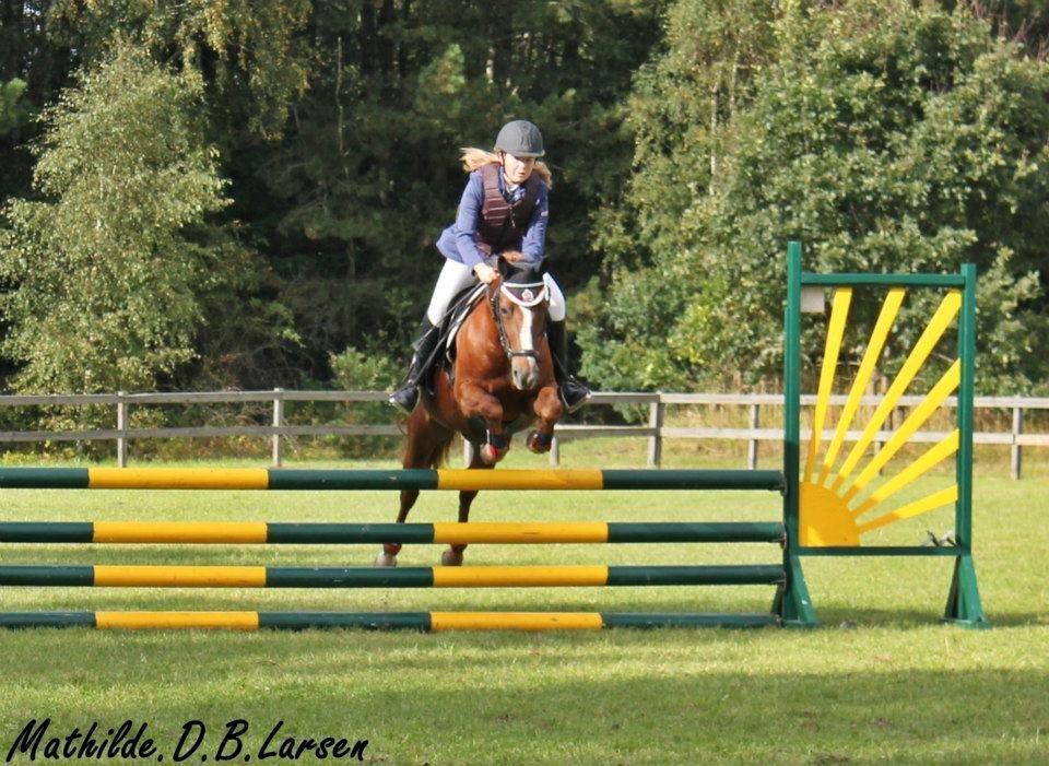 New Forest Athene Hippios - OHR klubmesterskab :) billede 12