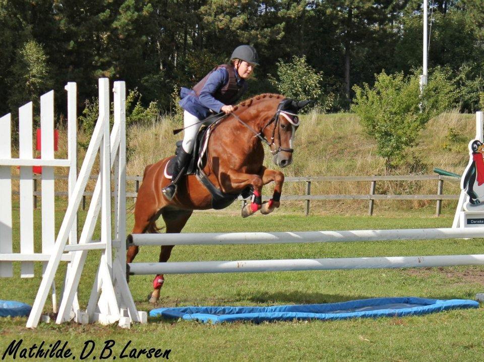 New Forest Athene Hippios - Klubmesterskab på OHR :D Foto: Mathilde.D.B.Larsen:) billede 3