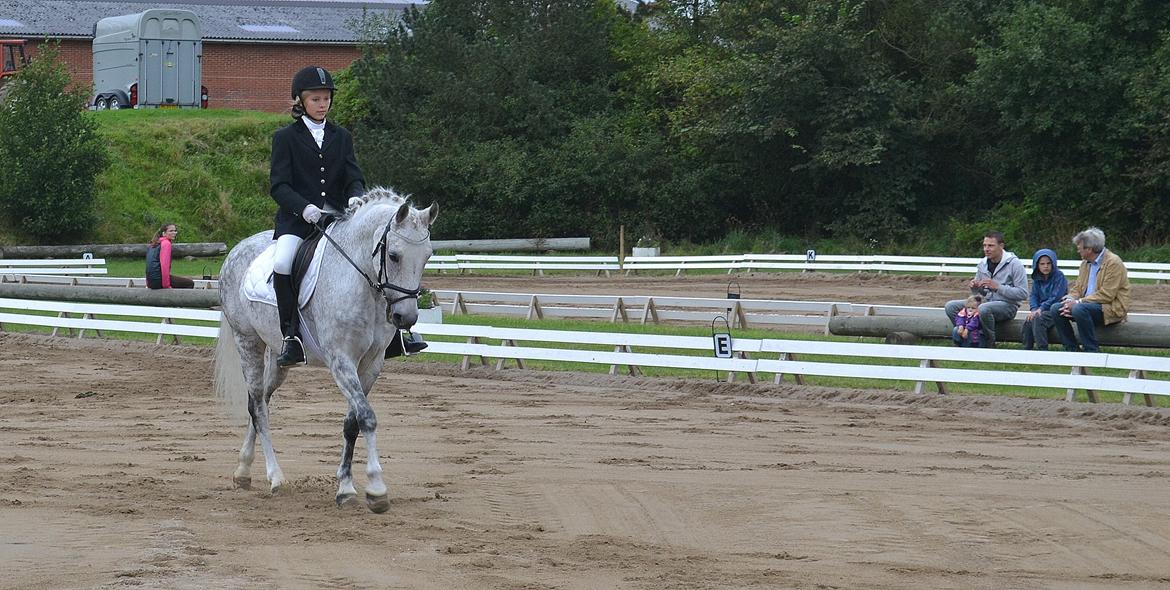 DSP Tino af Rosenholm - Struer stævne d. 09-09-12 gik super godt.. :D  Foto: Mor billede 14