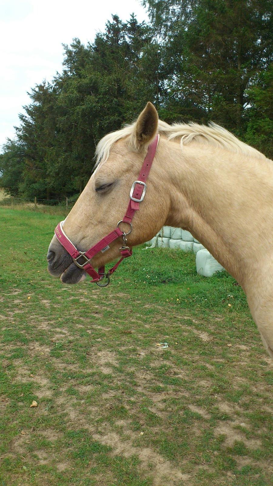 Welsh Pony af Cob-type (sec C) Goldy Girl - Uh, det har været en hård dag, tror liiige jeg hviler mig lidt... :)
Foto: Emilia billede 5