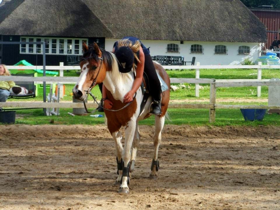 Pinto Araber Tiesto - Jeg knuselsker den pony! :) billede 1