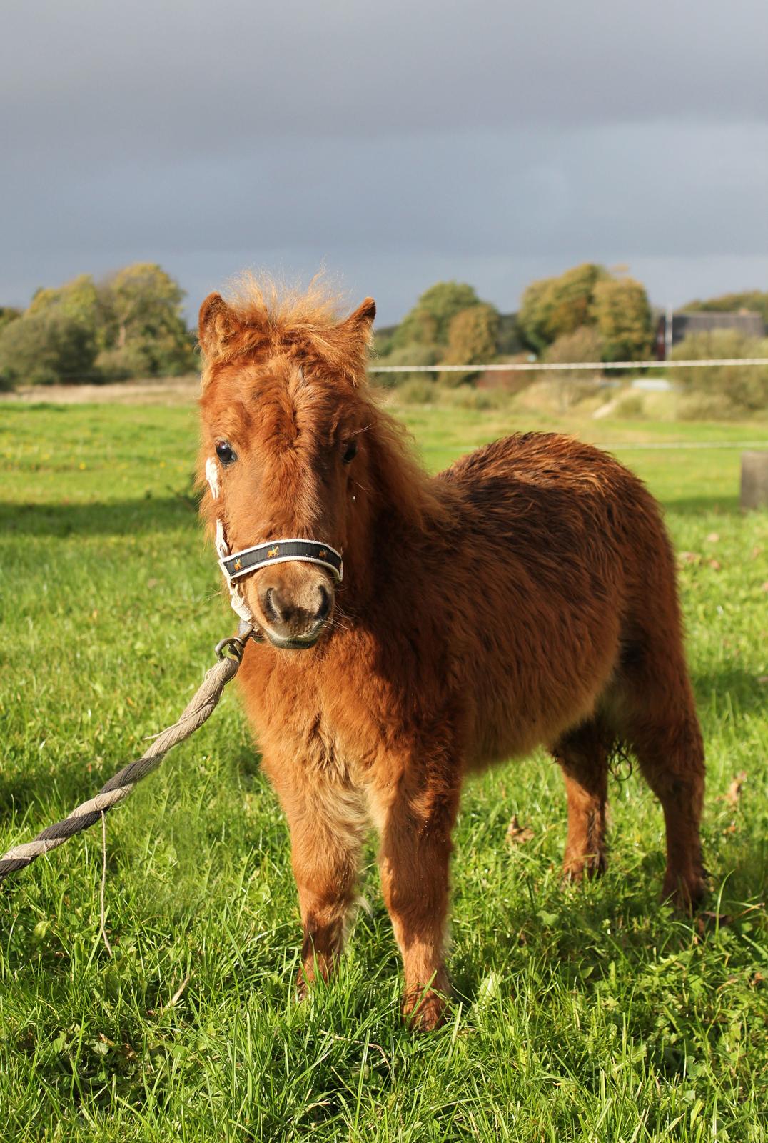Anden særlig race Cera *Dele-Pony* (SOLGT) - Lille Cera poserer foran kameraet :) billede 1