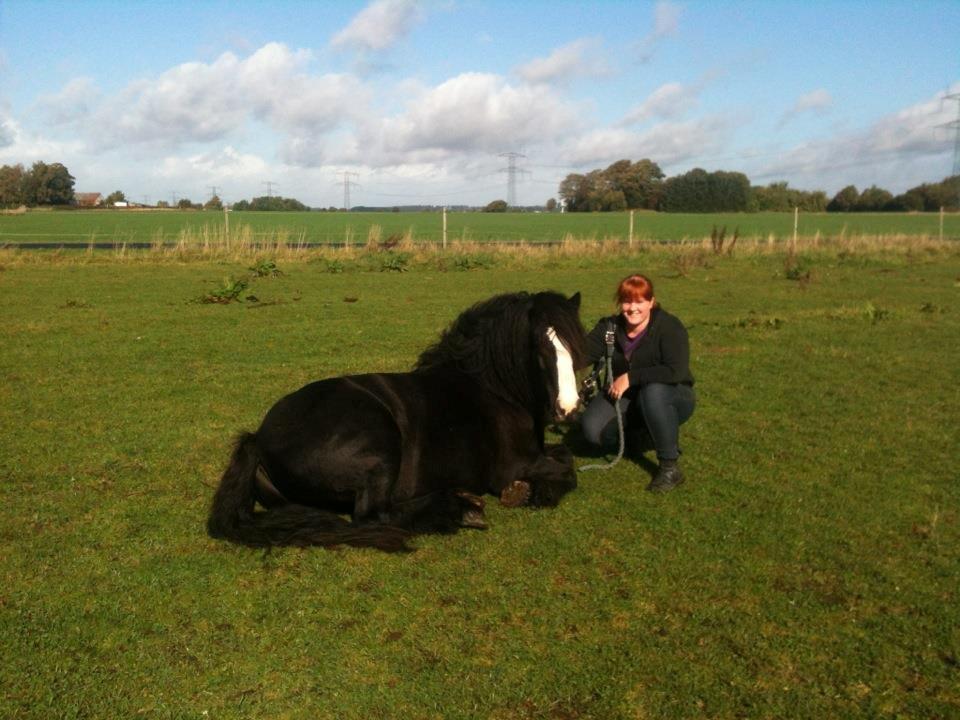 Irish Cob Himmelhest  Zafir - Hygge! billede 10