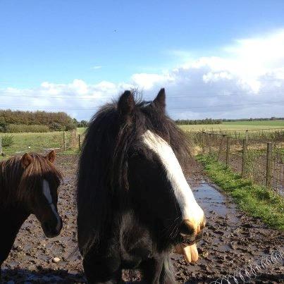 Irish Cob Himmelhest  Zafir - Han er og vil altid være en frækkert billede 11