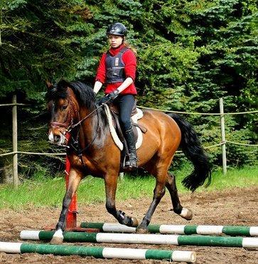 New Forest Odbjergs Toulouse billede 2