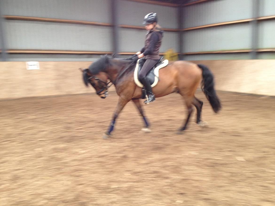 New Forest Odbjergs Toulouse billede 5