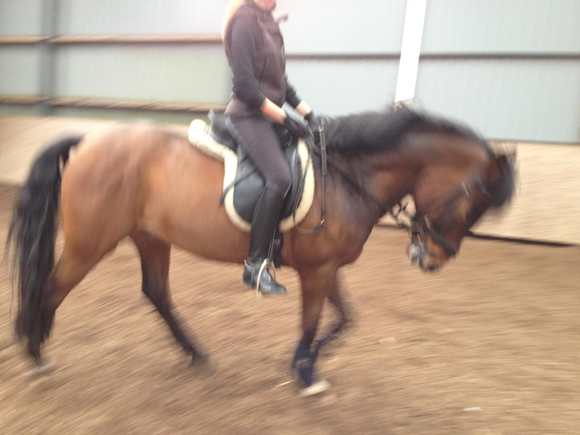 New Forest Odbjergs Toulouse billede 6