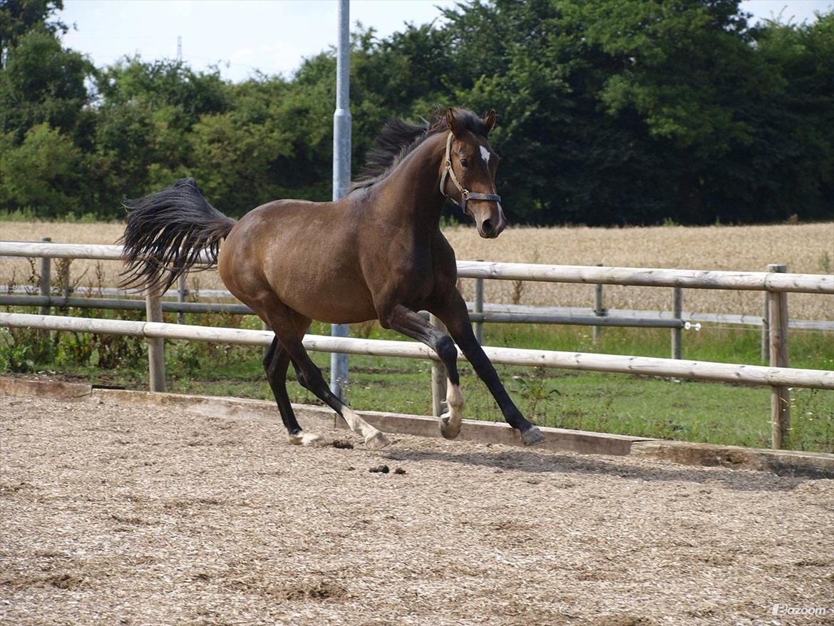 Dansk Varmblod Bukkerups Aiko - En ung Aiko hos en tidligere ejer | Billedet er lånt af Signe Kobberø Dynesen Bau Brask. billede 17
