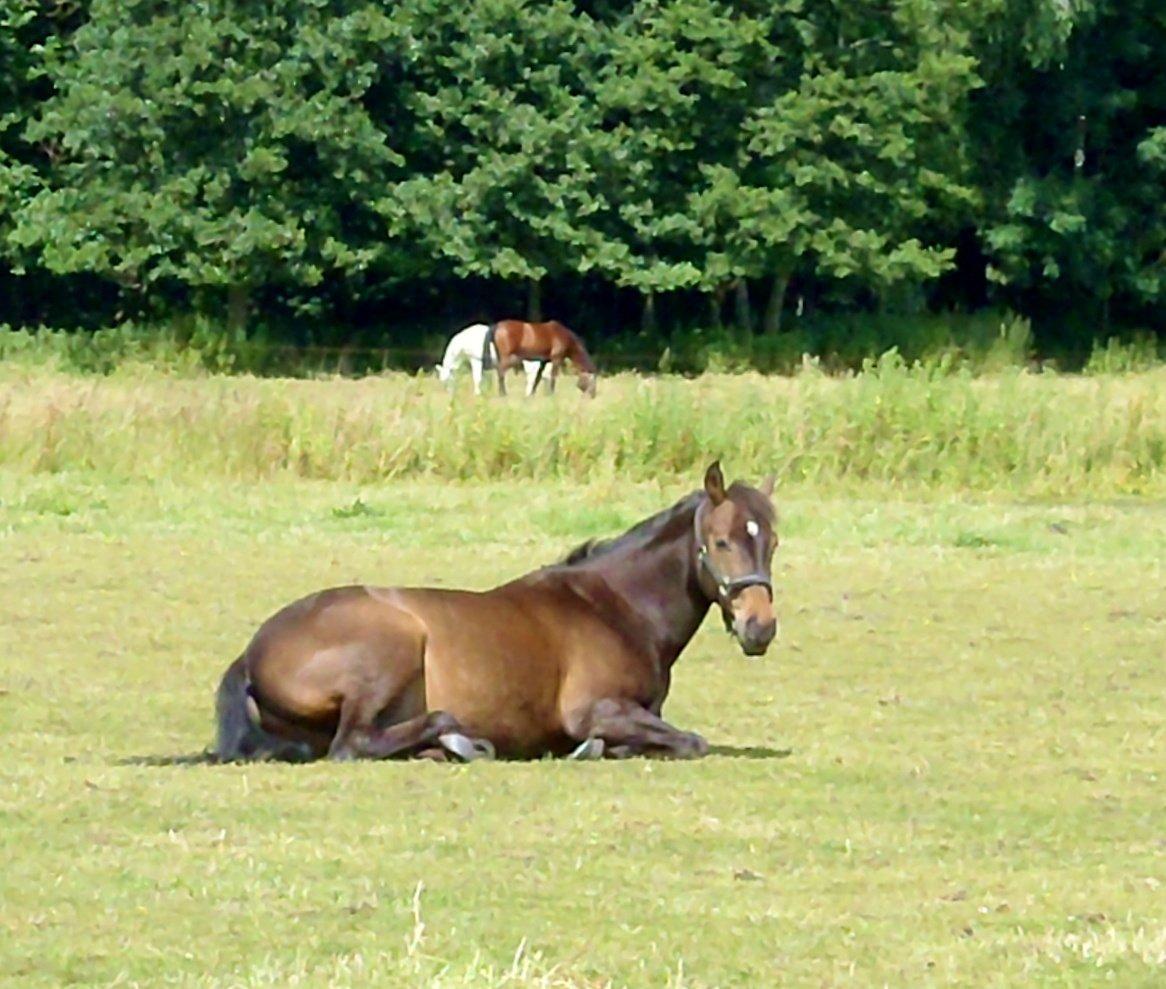 Anden særlig race Andriano billede 7