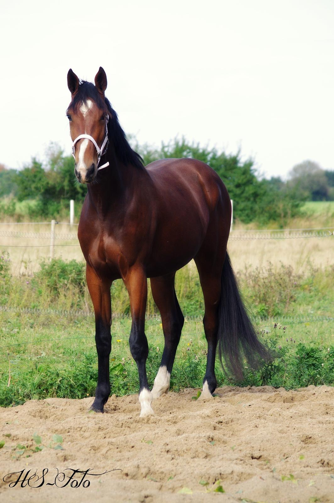 Oldenborg Rosenhavens Flora - efterår 2012 billede 16