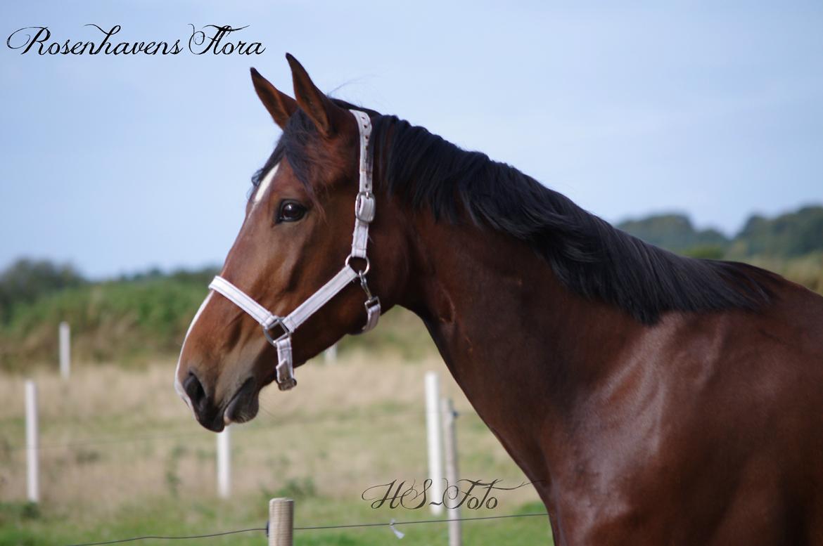 Oldenborg Rosenhavens Flora billede 17