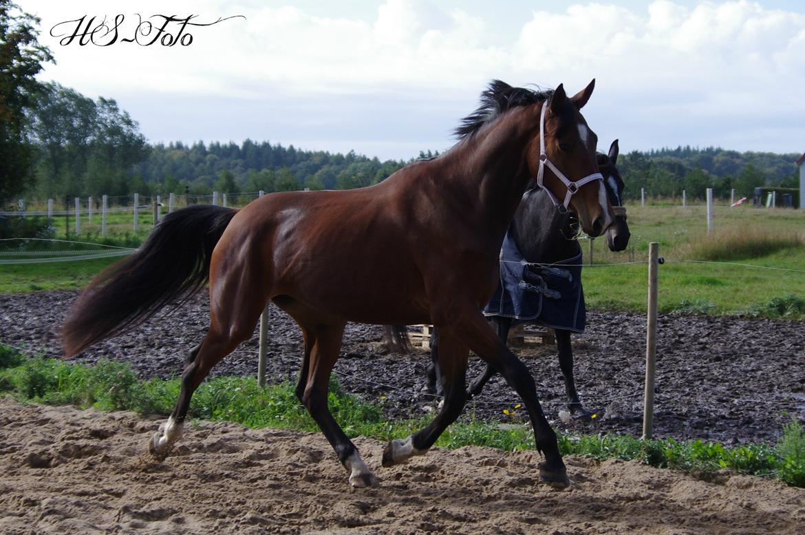 Oldenborg Rosenhavens Flora billede 18